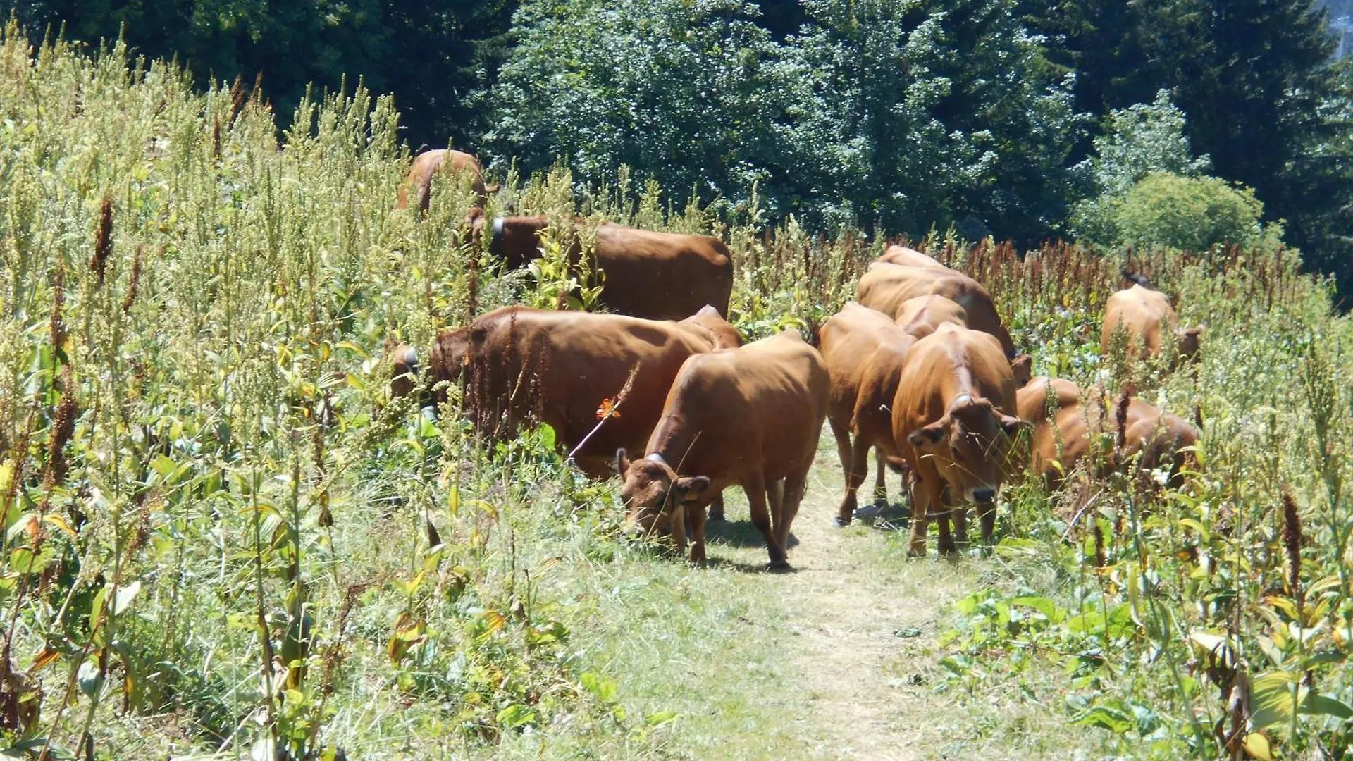 벨모렐 Le Cheval Blanc E7 아파트 프랑스